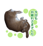 うさぎのやまとさん【敬語版】（個別スタンプ：5）