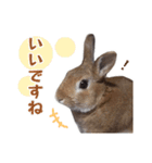 うさぎのやまとさん【敬語版】（個別スタンプ：6）