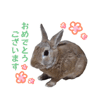 うさぎのやまとさん【敬語版】（個別スタンプ：7）