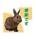 うさぎのやまとさん【敬語版】（個別スタンプ：8）