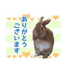 うさぎのやまとさん【敬語版】（個別スタンプ：9）