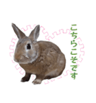 うさぎのやまとさん【敬語版】（個別スタンプ：10）
