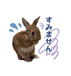 うさぎのやまとさん【敬語版】（個別スタンプ：12）