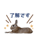 うさぎのやまとさん【敬語版】（個別スタンプ：13）