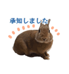 うさぎのやまとさん【敬語版】（個別スタンプ：14）