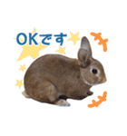 うさぎのやまとさん【敬語版】（個別スタンプ：15）