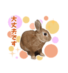うさぎのやまとさん【敬語版】（個別スタンプ：16）