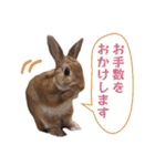 うさぎのやまとさん【敬語版】（個別スタンプ：17）