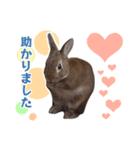 うさぎのやまとさん【敬語版】（個別スタンプ：18）
