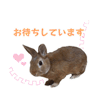 うさぎのやまとさん【敬語版】（個別スタンプ：20）