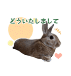 うさぎのやまとさん【敬語版】（個別スタンプ：21）