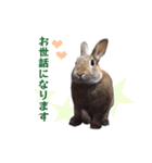 うさぎのやまとさん【敬語版】（個別スタンプ：22）