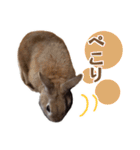 うさぎのやまとさん【敬語版】（個別スタンプ：23）