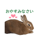 うさぎのやまとさん【敬語版】（個別スタンプ：24）