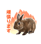 うさぎのやまとさん【敬語版】（個別スタンプ：26）