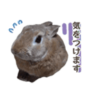 うさぎのやまとさん【敬語版】（個別スタンプ：27）