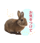 うさぎのやまとさん【敬語版】（個別スタンプ：28）