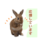 うさぎのやまとさん【敬語版】（個別スタンプ：29）