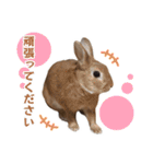 うさぎのやまとさん【敬語版】（個別スタンプ：30）