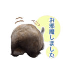 うさぎのやまとさん【敬語版】（個別スタンプ：31）