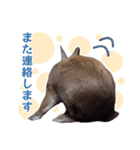 うさぎのやまとさん【敬語版】（個別スタンプ：33）