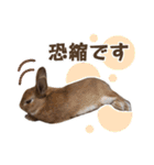 うさぎのやまとさん【敬語版】（個別スタンプ：35）