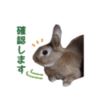 うさぎのやまとさん【敬語版】（個別スタンプ：36）