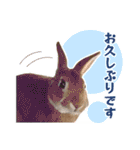うさぎのやまとさん【敬語版】（個別スタンプ：37）