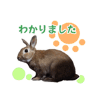 うさぎのやまとさん【敬語版】（個別スタンプ：38）