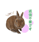 うさぎのやまとさん【敬語版】（個別スタンプ：39）