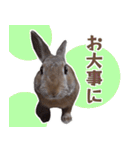うさぎのやまとさん【敬語版】（個別スタンプ：40）