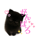 黒猫ぼたもちくん（ぼっちゃん）（個別スタンプ：10）