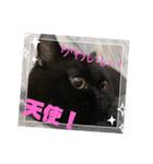 黒猫ぼたもちくん（ぼっちゃん）（個別スタンプ：12）