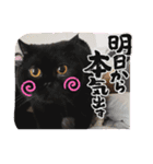 黒猫ぼたもちくん（ぼっちゃん）（個別スタンプ：15）