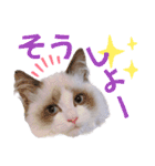 ラグドール フサ夫のスタンプ part4（個別スタンプ：1）