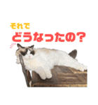 ラグドール フサ夫のスタンプ part4（個別スタンプ：2）