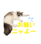 ラグドール フサ夫のスタンプ part4（個別スタンプ：5）