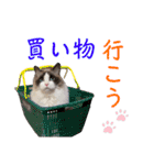ラグドール フサ夫のスタンプ part4（個別スタンプ：22）