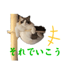 ラグドール フサ夫のスタンプ part4（個別スタンプ：23）