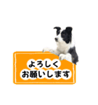 ボーダーコリー『あまん』（個別スタンプ：1）
