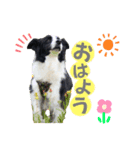 ボーダーコリー『あまん』（個別スタンプ：2）