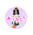 ボーダーコリー『あまん』（個別スタンプ：3）