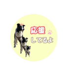 ボーダーコリー『あまん』（個別スタンプ：6）