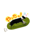 ボーダーコリー『あまん』（個別スタンプ：10）