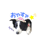 ボーダーコリー『あまん』（個別スタンプ：11）