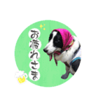 ボーダーコリー『あまん』（個別スタンプ：12）
