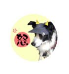 ボーダーコリー『あまん』（個別スタンプ：16）