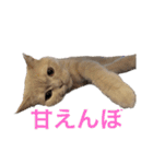 マンチスタンプ（個別スタンプ：2）