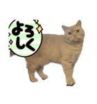 マンチスタンプ（個別スタンプ：8）