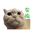 マンチスタンプ（個別スタンプ：11）